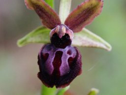 Ophrys_garganica_Monte_Sant_Angelo